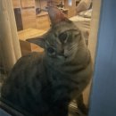 니술내술 이미지