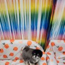 까미애견샵 이미지