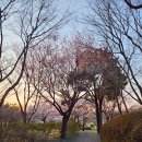 인천국제컨트리클럽 | 인천국제CC 후기｜카트 없는 전통 명문골프장 벚꽃 라운드🌸