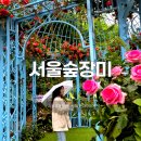 국화정원 | 서울숲 장미 위치 주차 서울국제정원박람회 현대장미원 후기 ft. 수레국화