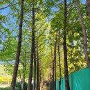 송정메타세콰이어길 이미지