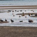 제주하도 이미지