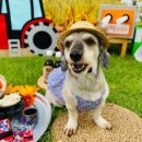 댕댕학당 이미지