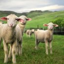 굿라이프슈퍼마켓 이미지