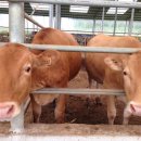 진도축산 이미지