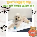 강아지 냉감패드 반려견 쿨방석 페리가토 포르페 쿨매트 후기