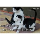 야야 이미지