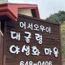 대굴령마을 | 강릉 숙소 추천 대굴령 야생화마을 펜션(제비꽃방 후기)