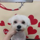 굿데이멍 이미지