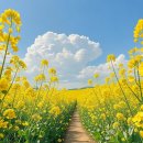 유채꽃향기처럼 이미지