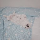 찬샘동물병원 강아지 혈액검사 비용 (유부가 아파요ㅠ)