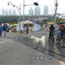 복실이 이미지