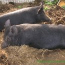 자급 돼지 사료와 닭 사료 만들기 (필리핀에서 질문) 이미지