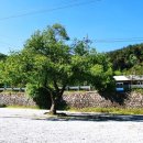 장천마을캠핑장 이미지