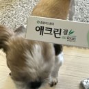 벼리약국 | 또 뭐샀을까? 올리브영 세일 구매품 후기, 강아지 약, 연고, 좁살여드름 에크린겔 후기