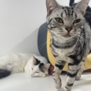 냥이는꿀꿀 이미지