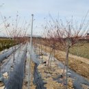 효원목장 이미지