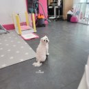 오도DOG 펫살롱 | ☆용인애견미용실★ 용인외대 오도Dog펫살롱 -말티즈 알머리컷