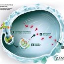 한국아스텔라스제약(주) 이미지