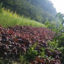 선주농장 이미지