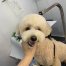 멍멍이 미장원 이미지