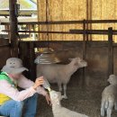 초원파크 | [춘천 놀거리] 해피초원목장 / 김유정역 강촌레일파크 다녀온 후기