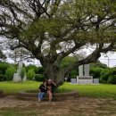 표선초등학교 이미지