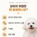 석적동물병원 네이버블로그