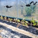 용성농약사 이미지