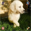 체리쉬펫 | 강아지 배변탈취제 어떤걸 선택해야할까? 추천 후기