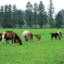 건영목장 이미지