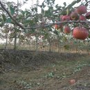 과수원 - 순천시 왕지5길 9-8 | 과수원