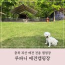 충북 괴산 뛰어놀기 좋고 수영장이 있는 루파니애견캠핑장