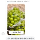 선주농장 | 2024년 예천 선주네 샤인머스켓 5년차 농장 수확 후기