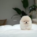 슈슈퍼피 이미지