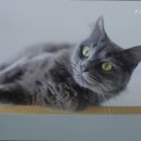 티움동물병원 이미지