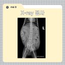 조양래 동물의료센터 이미지