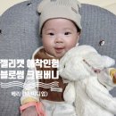 블로썸코리아 | 젤리캣 공홈 블로썸 크림 버니 베리 미디엄 내돈내산