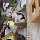 고양이호텔 외갓집 이미지