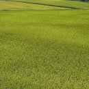 황금들녁 이미지