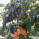 반시홍시 이미지