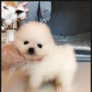 미유펫 강아지애견미용 이미지