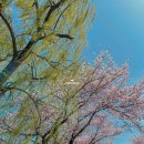 상하리 벚꽃길 이미지