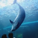 장생포고래박물관 이미지