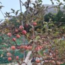 민둥산산마루시루봉펜션 이미지