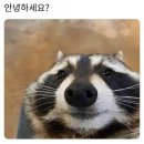 울랄라노래방 | 너트30 페스티벌 - 크라잉넛 with 국카스텐 홍대 상상마당 라이브홀 콘서트 후기