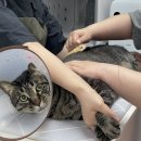 블레스유 | 광교고양이호텔 캣블레스유 : 목욕후기 아기랑고양이 사는집