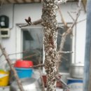 고능말로 이미지