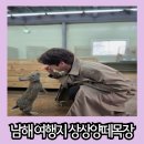 사슴목장보리밥집 | 남해 여행지 추천 앵무새, 토끼 먹이주기 체험 상상양떼목장 편백숲