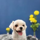 멍멍's 연구소 이미지